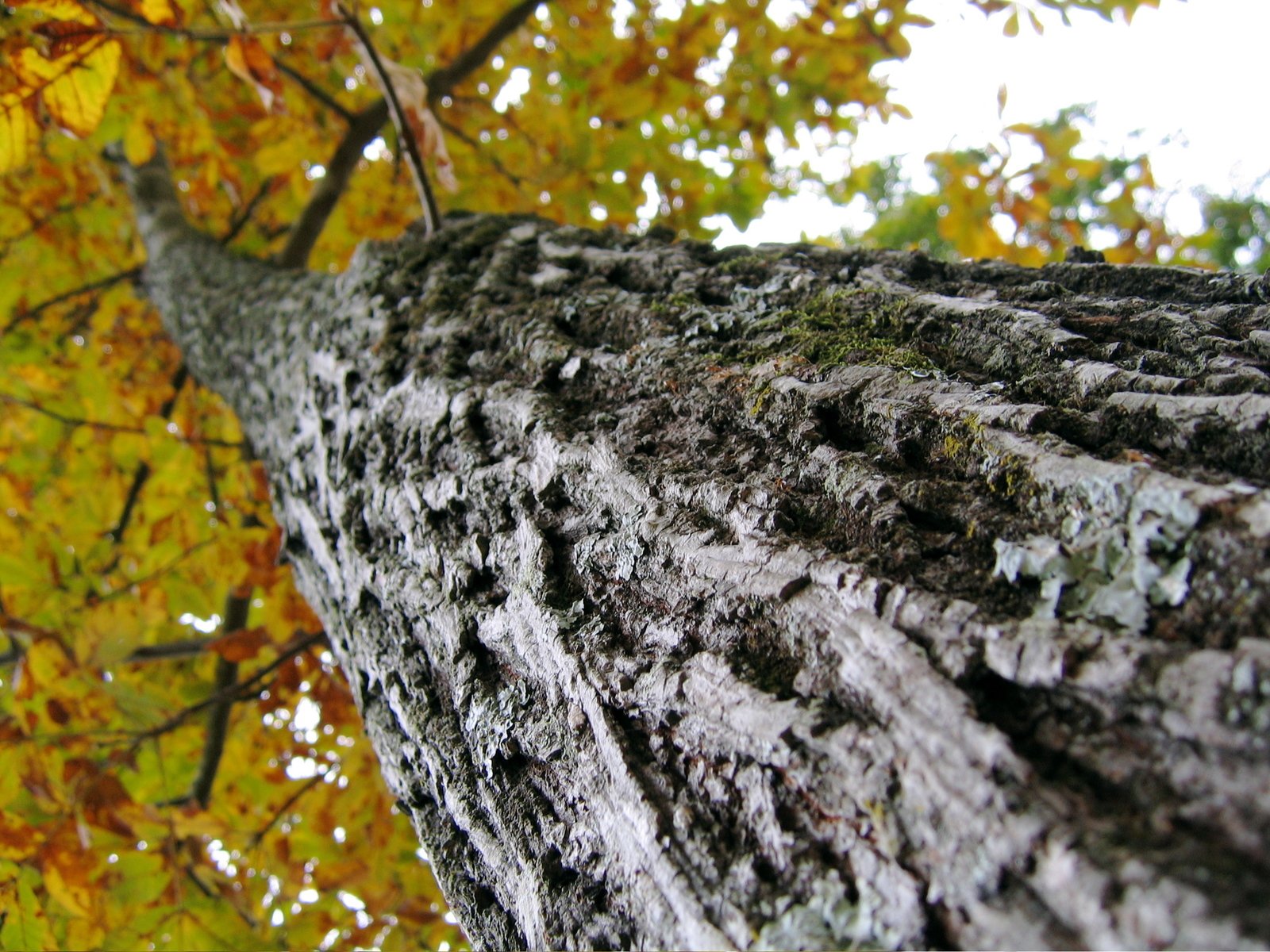 Ansicht eines Baums von unten